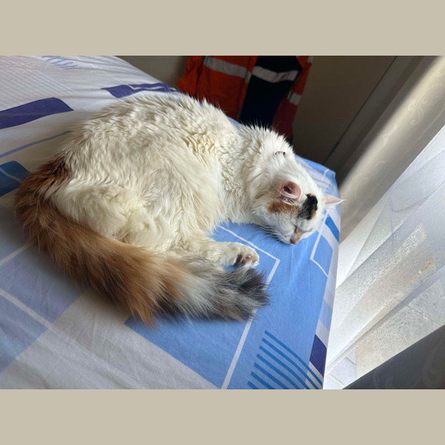 Photo of Cashew *9 Lives Project Rescue*