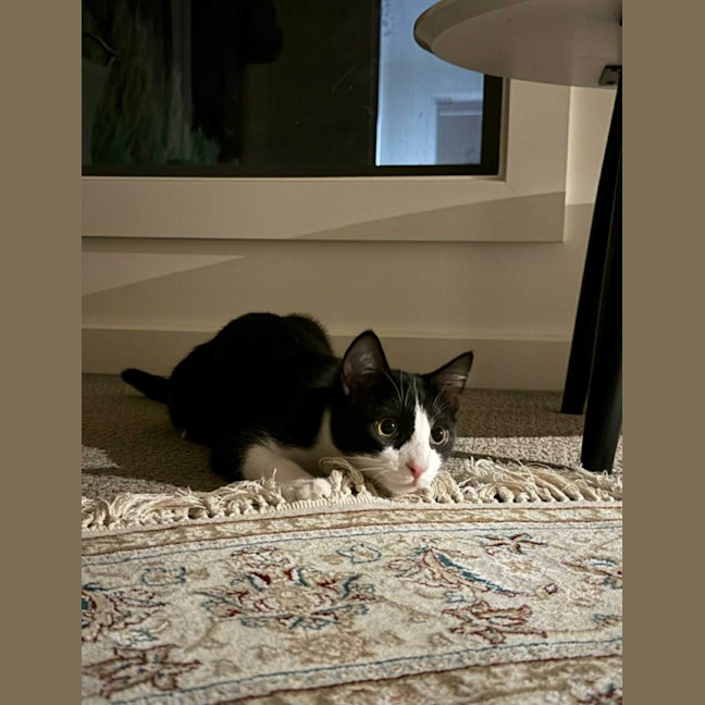 Photo of Pishi & Maloos