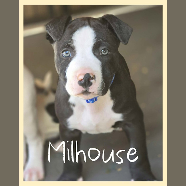 Photo of Milhouse