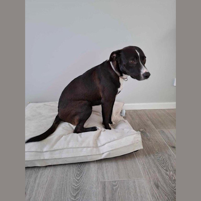 Photo of Jess   6 Month Old Staffy X Border Collie (Trial)