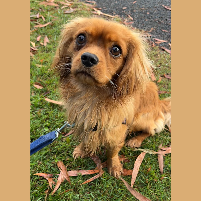 Photo of Baxter
