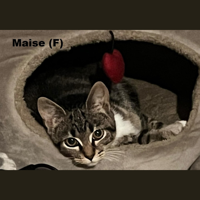 Photo of Maise