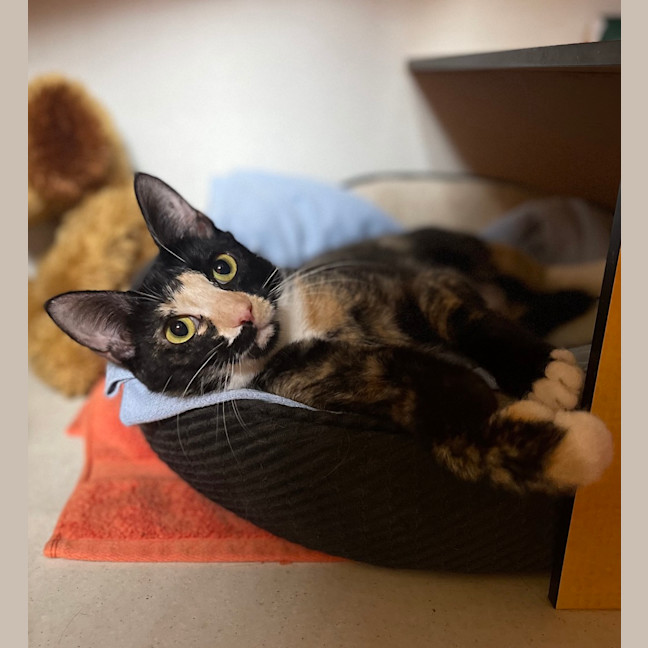 Photo of Squeak