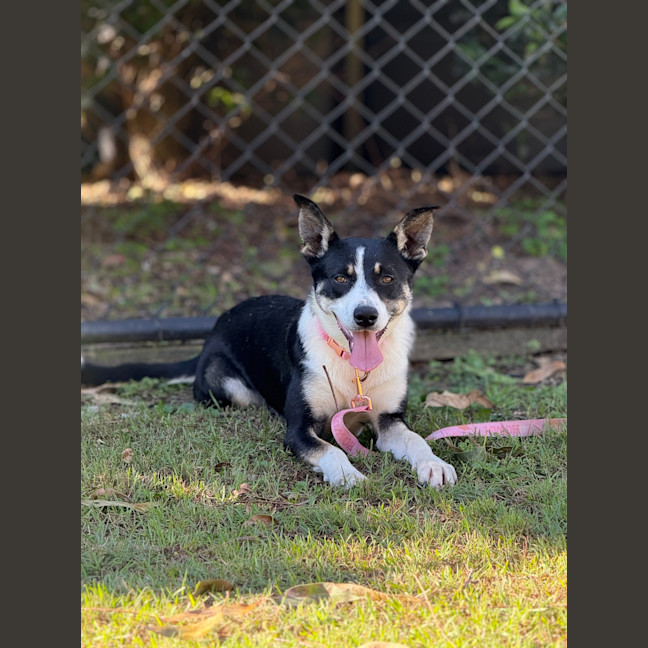 Photo of Poppy