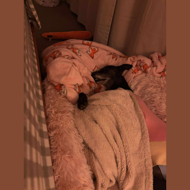 Photo of Crumpet, The Greyhound