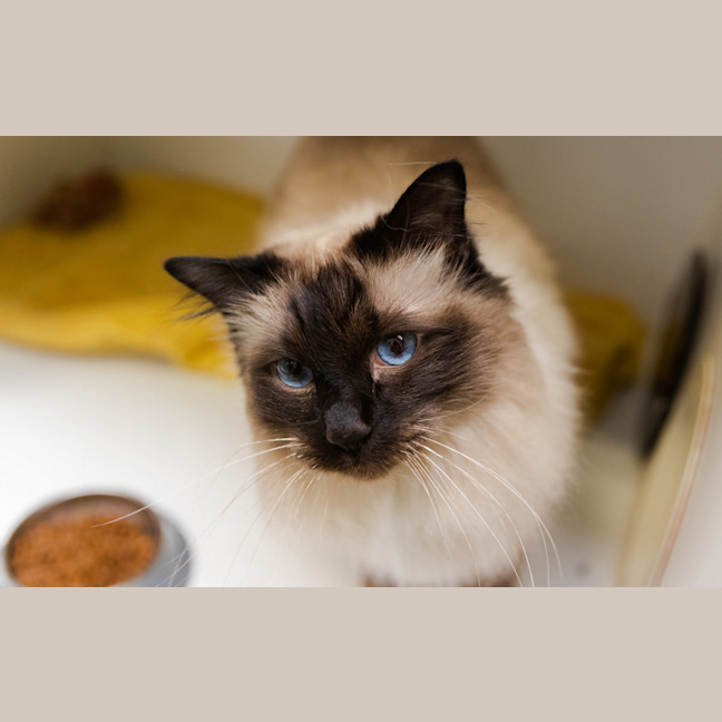 Photo of Romeo