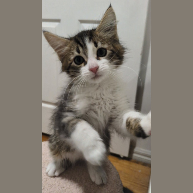 Photo of Niko