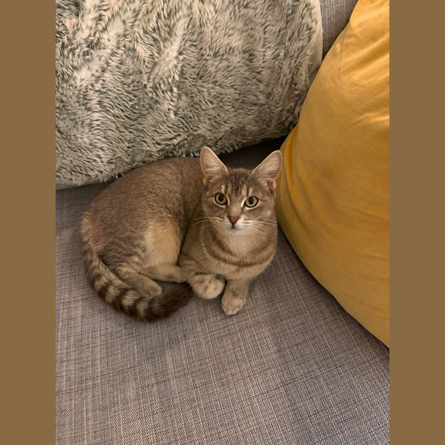 Photo of Misaki The Shiitake Cat
