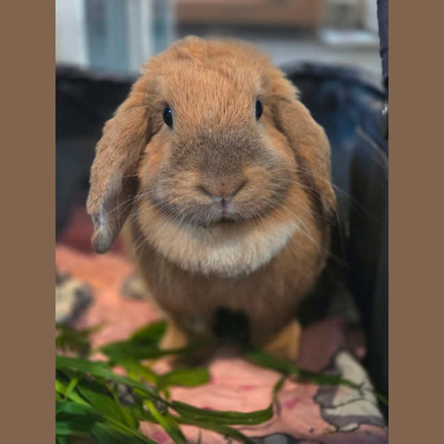 Photo of Bunbuns