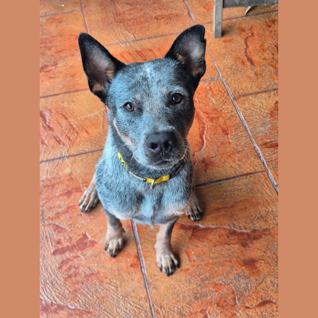 Photo of Scout