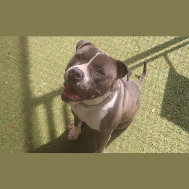 Photo of Bluey