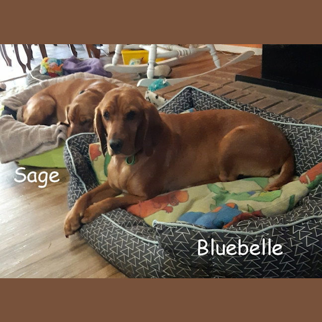 Photo of Bluebelle
