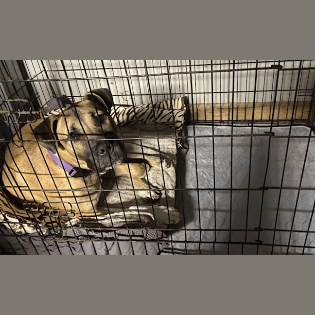 Photo of Lemon Meringue