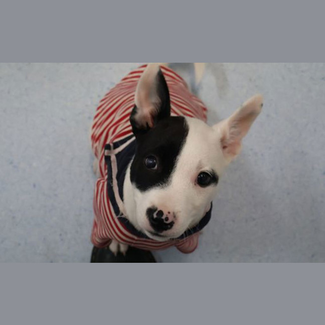 Photo of Patch 