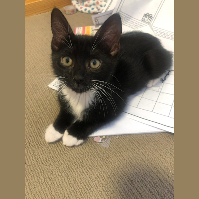 Photo of Bow