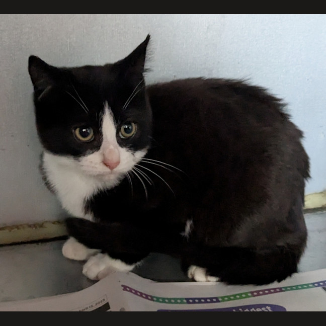 Photo of Butterball Brown