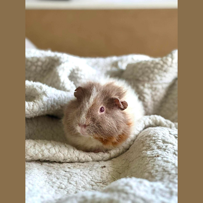 Photo of Milo