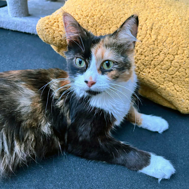 Photo of Bells