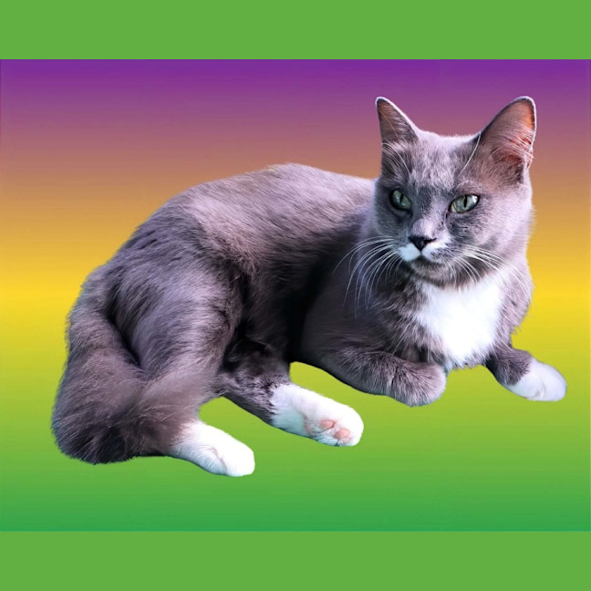 Photo of Misty