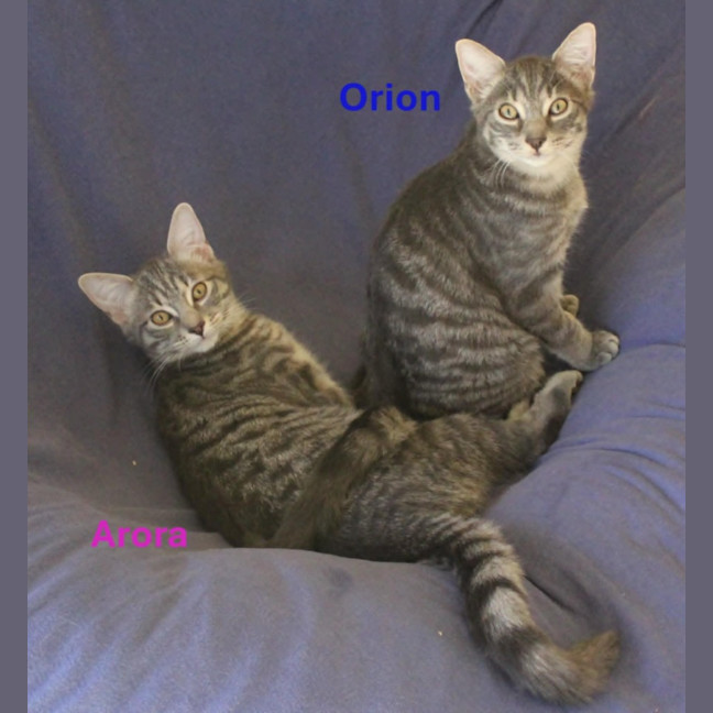 Photo of Orion