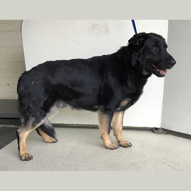 Photo of Odin