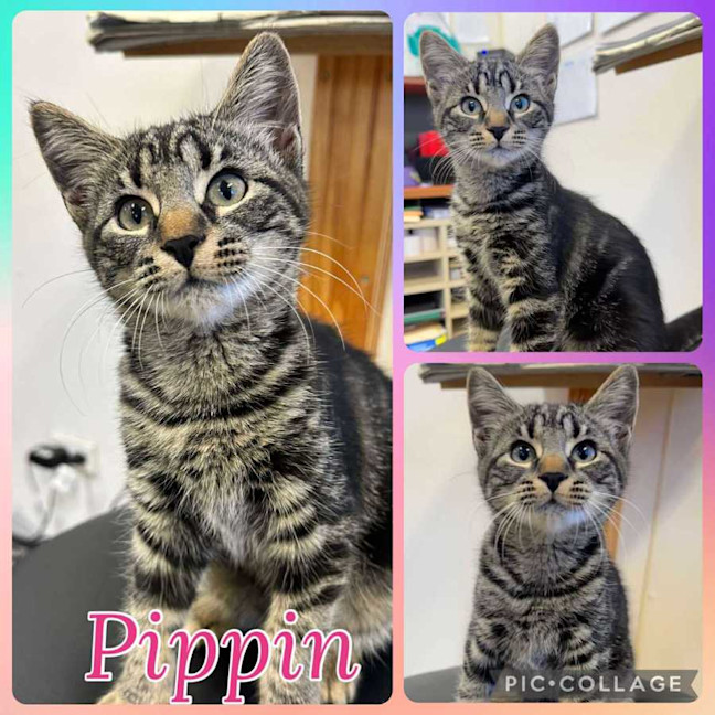 Photo of Pippin