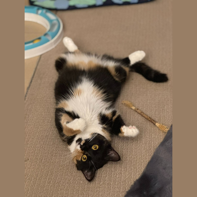 Photo of Gilly Bunny