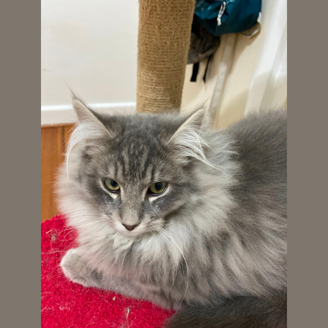 Photo of Chilli & Campbell