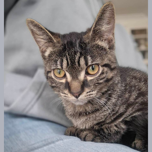 Photo of Pepper 