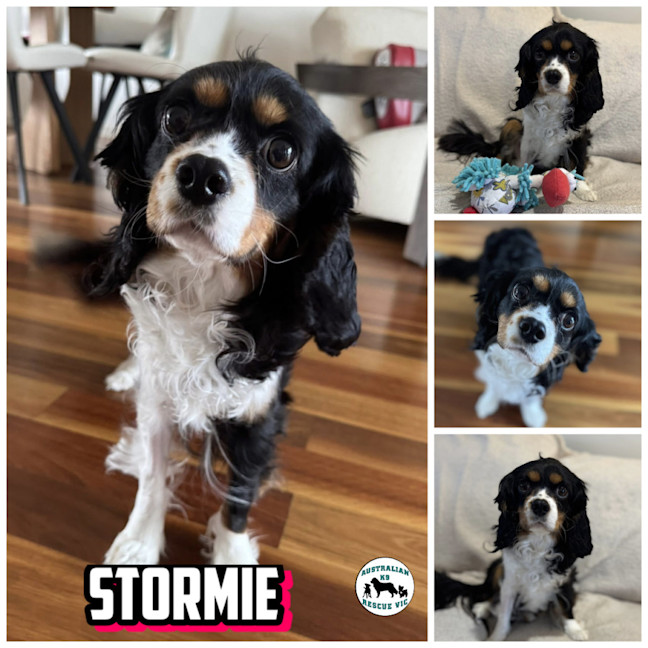 Photo of Stormie 