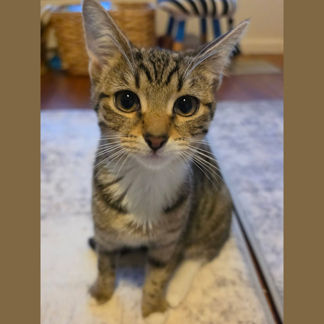 Photo of Honey   In Foster Care In Healesville