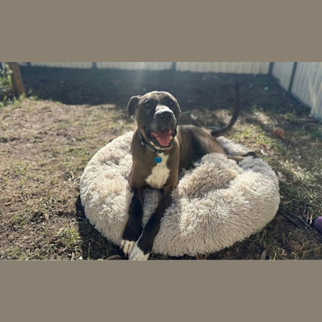 Photo of Opie
