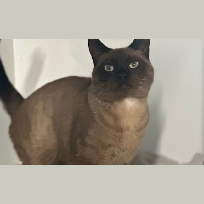 Photo of Guava
