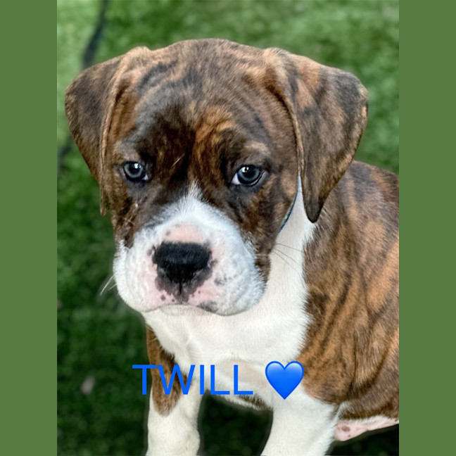 Photo of Indu Litter