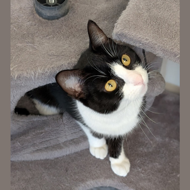 Photo of Gizmo