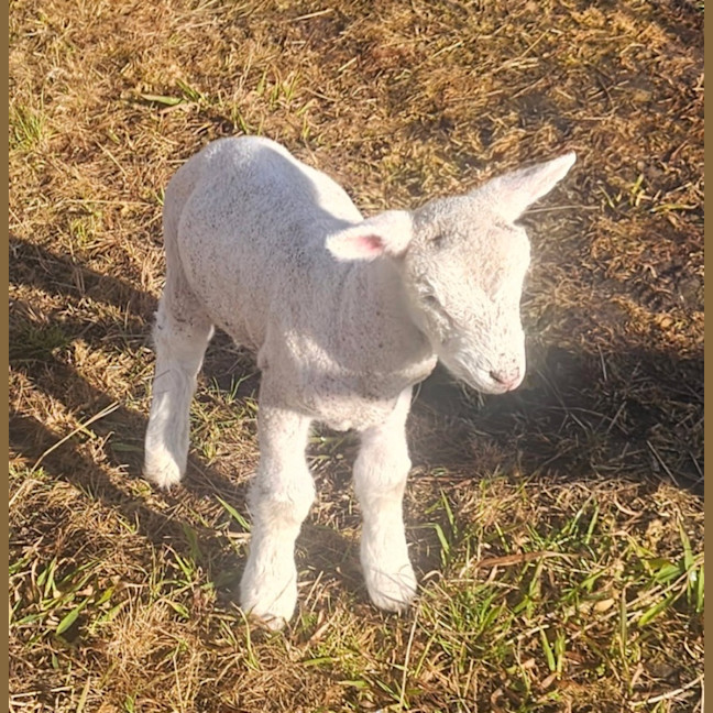 Photo of Minty