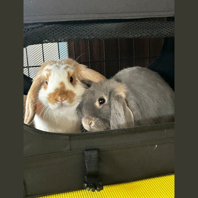 Photo of Bubbles And Squeak