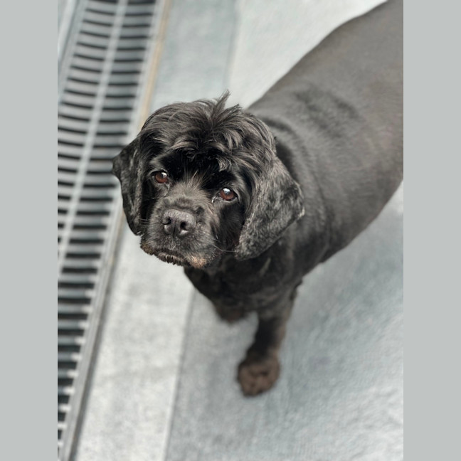 Photo of Tammy 🐶😍🦋