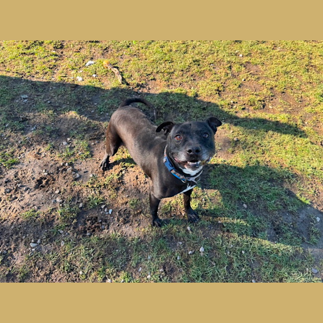 Photo of Covu Imp 1464