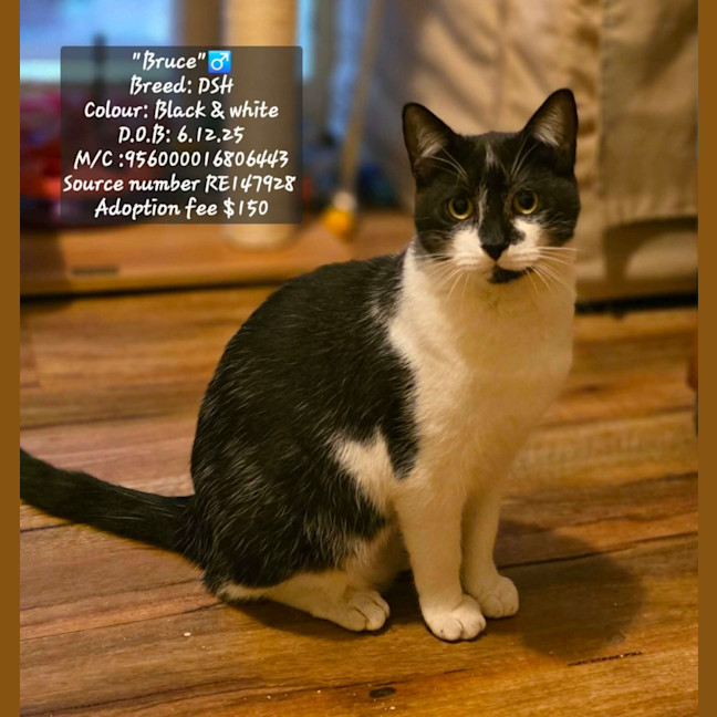 Photo of Bruce