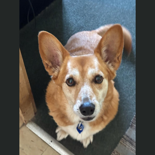 Photo of Ruby   11 Year Old Cardigan Corgi (Trial)