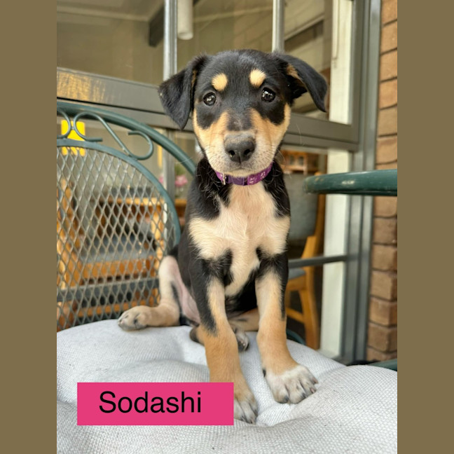 Photo of The Calandras Litter