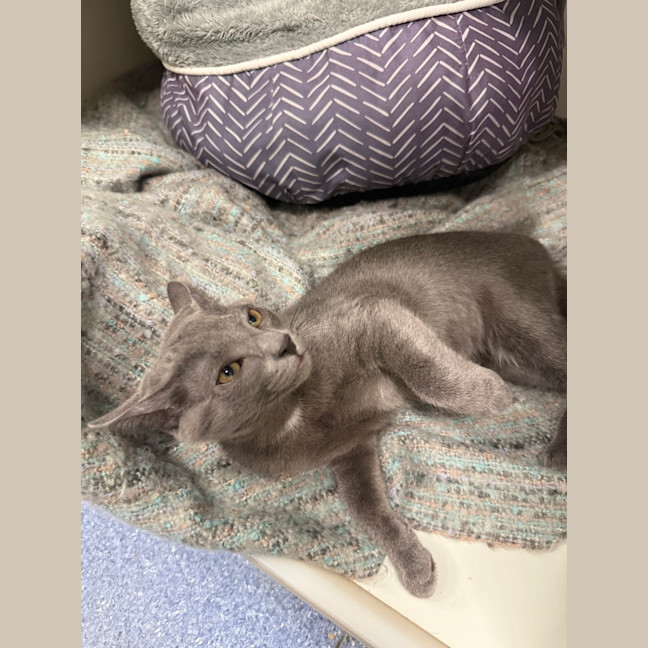 Photo of Casper
