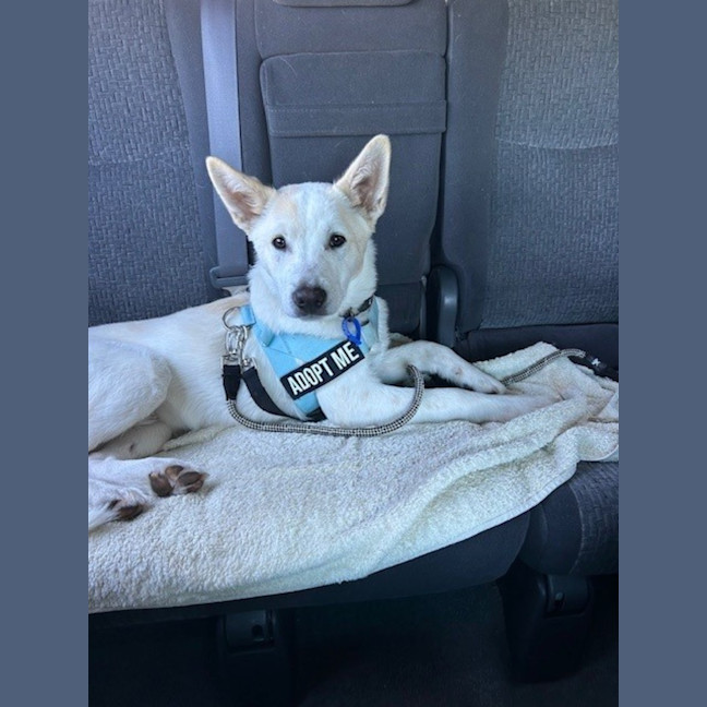 Photo of Azlan   5 Month Old Border Collie X Shepherd