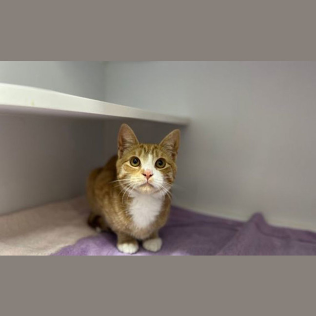 Photo of Simba