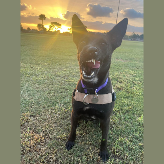 Photo of Kali