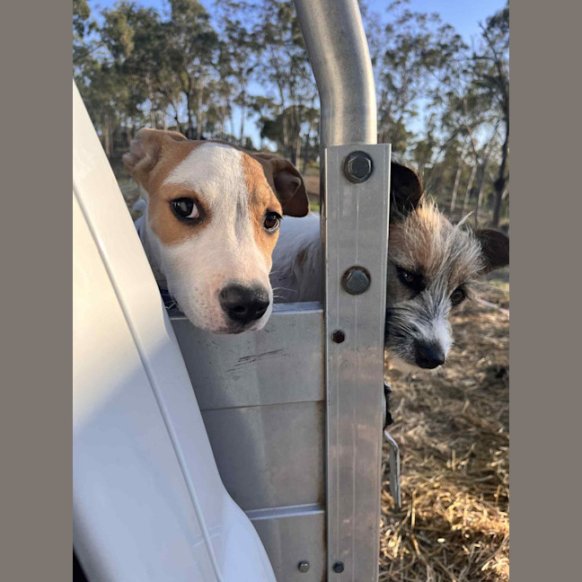 Photo of Honey (P13)