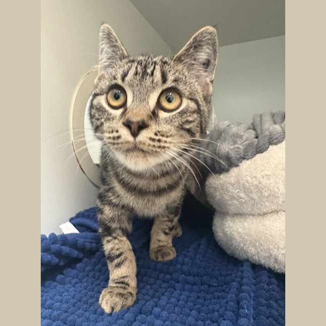 Photo of Smalltooth