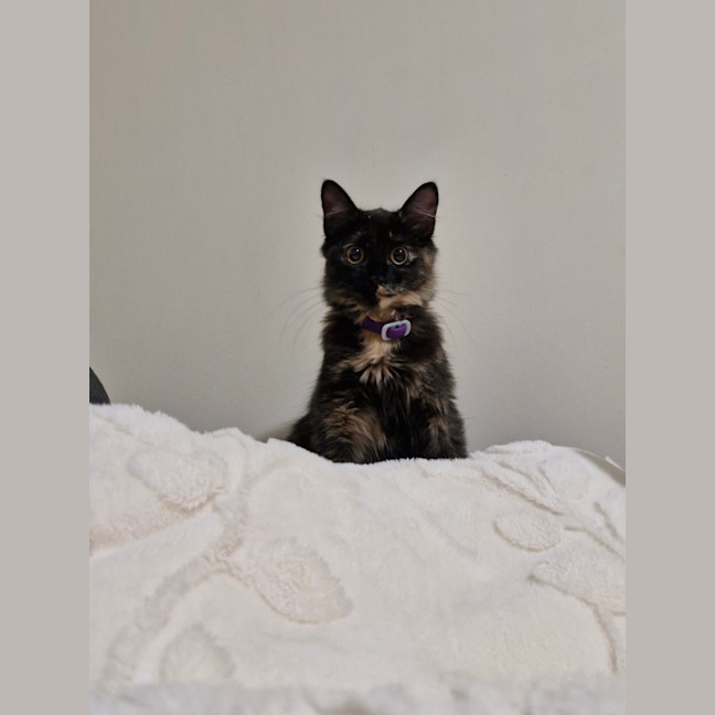 Photo of Annie 