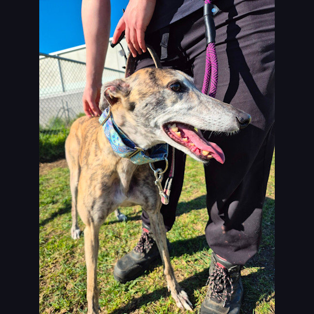 Photo of Penny (66826)